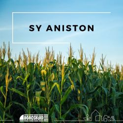 Kukurydza SY Aniston opak. 50 000 nasion Syngenta