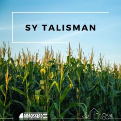 Kukurydza Syngenta SY Talisman opak. 50 000 nasion