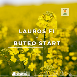 Rzepak KWS Lauros F1 + Buteo Start