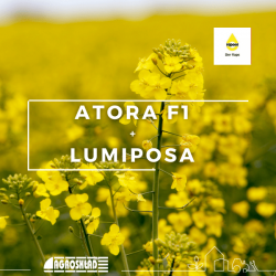 Rzepak Atora F1 + Lumiposa Rapool
