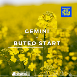 Rzepak Gemini + Buteo Start C/1 HR Strzelce