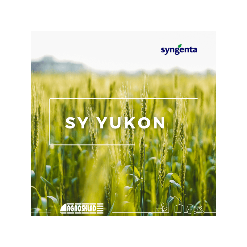 Pszenica ozima Syngenta SY Yukon 50 kg