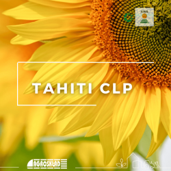 Słonecznik KWS Tahiti CLP 1js