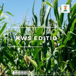 Kukurydza KWS Editio opak. 50 000 nasion
