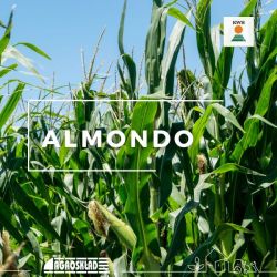 Kukurydza Almondo opak. 50 000 nasion KWS