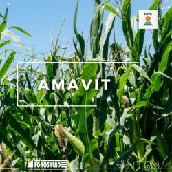 Kukurydza Amavit opak. 50 000 nasion KWS