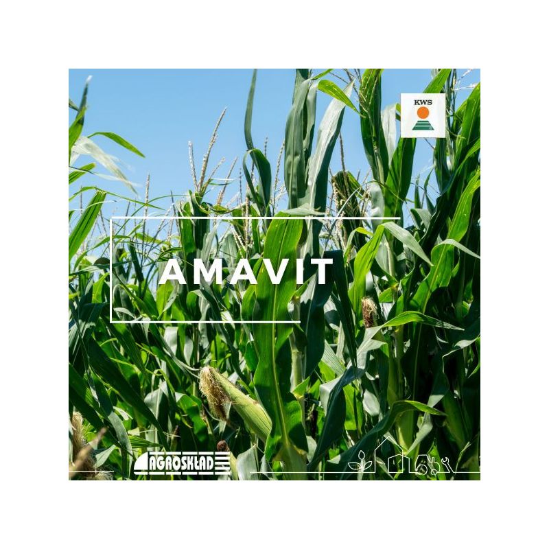 Kukurydza Amavit opak. 50 000 nasion KWS