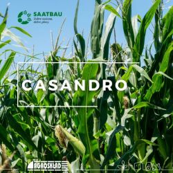 Kukurydza Casandro opak. 50.000 nasion Saatbau