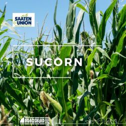 Kukurydza Sucorn DS1710C opak. 50 000 nasion