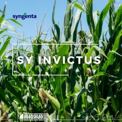 Kukurydza SY Invictus opak. 50 000 nasion Syngenta