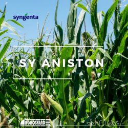 Kukurydza SY Aniston opak. 50.000 nasion Syngenta