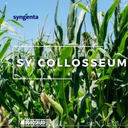 Kukurydza SY Collosseum opak. 50 000 nasion Syngenta