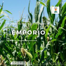 Kukurydza Emporio opak. 50 000 nasion KWS