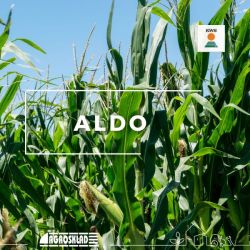 Kukurydza Aldo opak. 50 000 nasion KWS