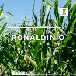 Kukurydza Ronaldinio opak. 50 000 nasion KWS