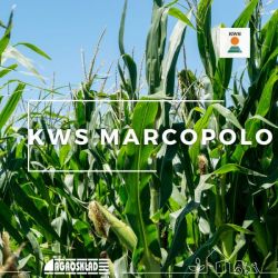 Kukurydza KWS Marcopolo 50 000 nasion