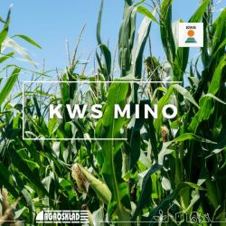 Kukurydza KWS Mino 50 000 nasion
