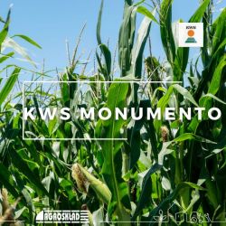 Kukurydza KWS Monumento 50 000 nasion