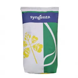 Rzepak George F1 Syngenta