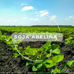 Soja Abelina