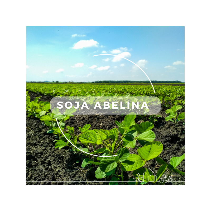 Soja Abelina