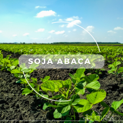 soja abaca