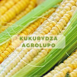 Kukurydza KWS Agrolupo opak. 50 000 nasion