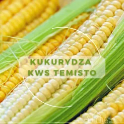 Kukurydza KWS Temisto opak. 50 000 nasion