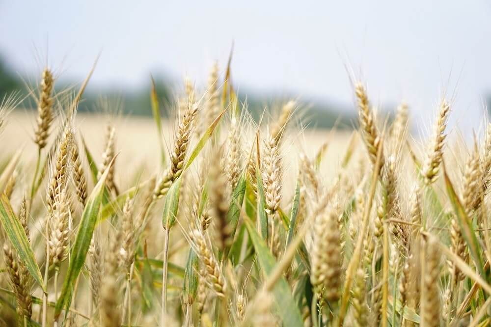 Jaką pszenicę ozimą wybrać najlepiej? Plonujące odmiany pszenicy 2022 AGROSKŁAD Sp. z o.o.