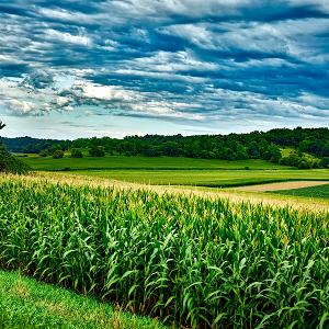 Którą odmianę kukurydzy wybrać dla Twojego gospodarstwa? AGROSKŁAD Sp. z o.o.