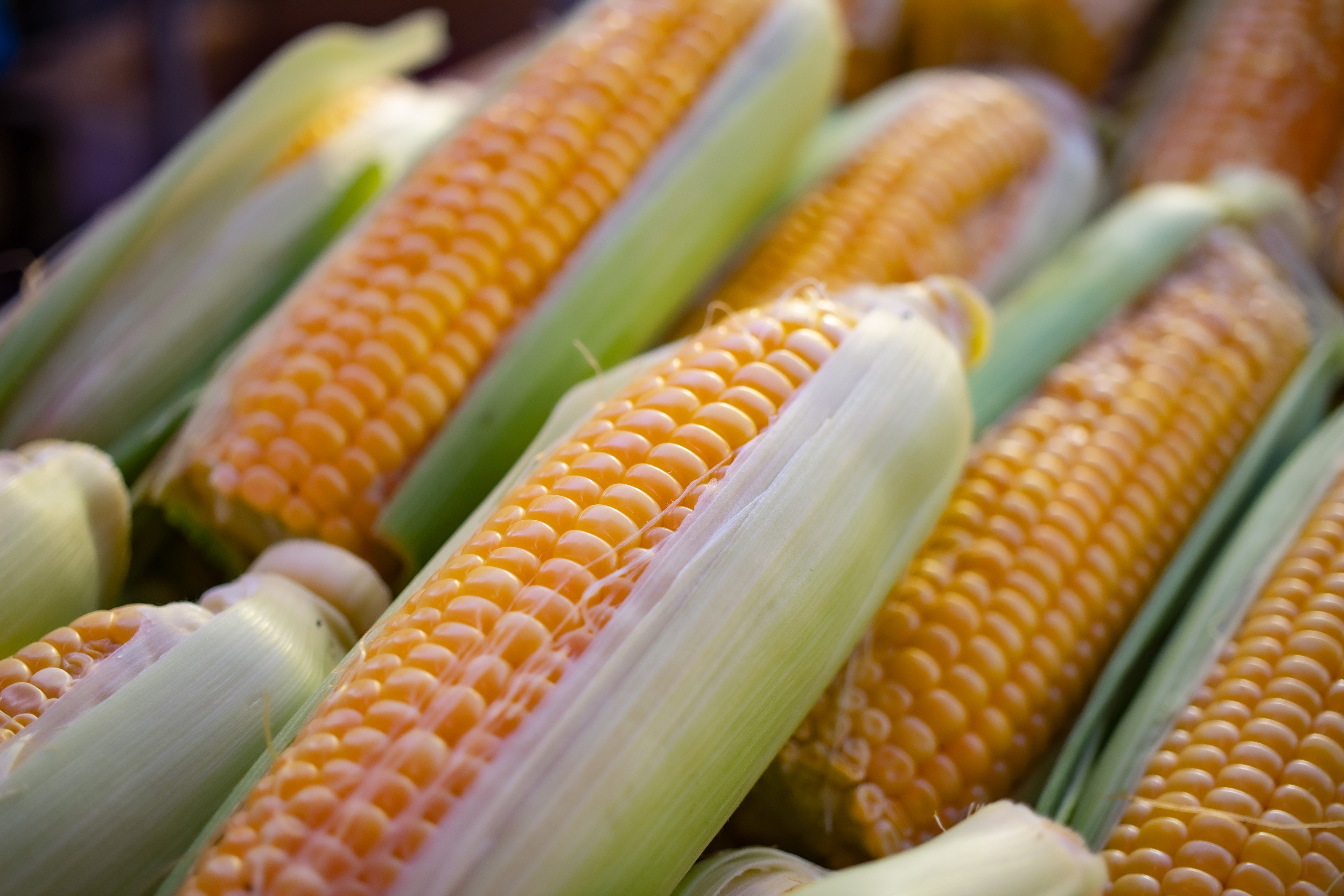 Jak wybrać kwalifikowany materiał siewny kukurydzy? AGROSKŁAD Sp. z o.o.